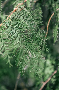Thuja dalları. Doğanın fotoğrafı. thuja şubelerinin kapatılması.