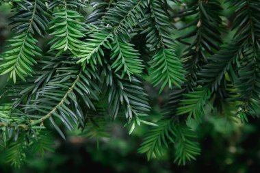 Kozalaklı bir ağacın dalları. Ladin. Doğanın fotoğrafı..