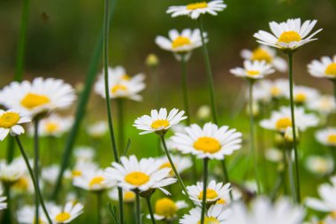 White daisies in the meadow. White flowers. Field plants. Photo of nature.