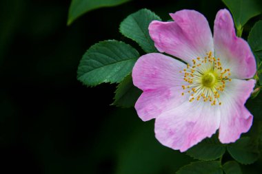 Rosehip çiçekleri. Gül kalçası çalılarının çiçek açan dalları. Doğanın fotoğrafı..