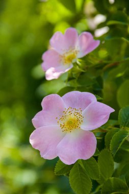 Rosehip çiçekleri. Gül kalçası çalılarının çiçek açan dalları. Doğanın fotoğrafı..