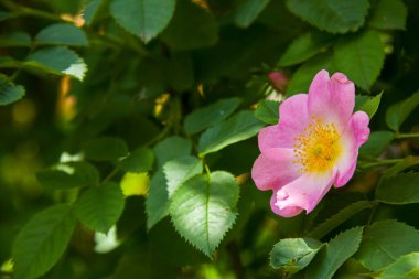 Rosehip çiçekleri. Gül kalçası çalılarının çiçek açan dalları. Doğanın fotoğrafı..