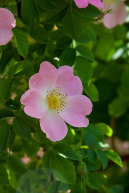 Rosehip çiçekleri. Gül kalçası çalılarının çiçek açan dalları. Doğanın fotoğrafı..