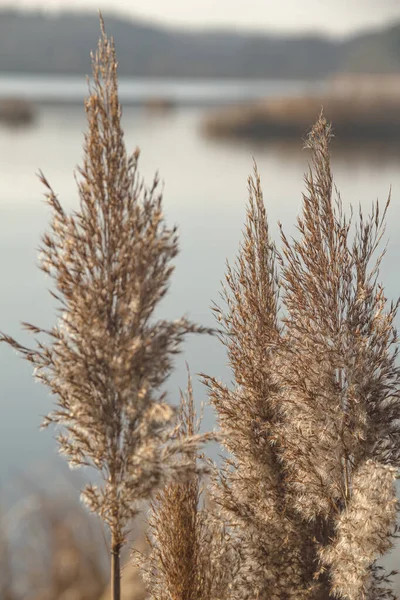 Zdjęcie Natury Dzika Natura Uszy Trzciny Rozwijające Się Wietrze — Zdjęcie stockowe