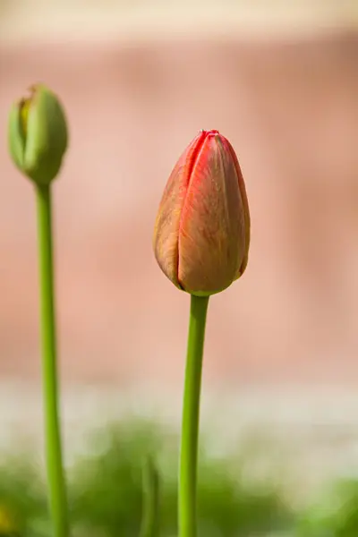 Red Tulips Photo Nature Wild Nature — Stock Photo, Image