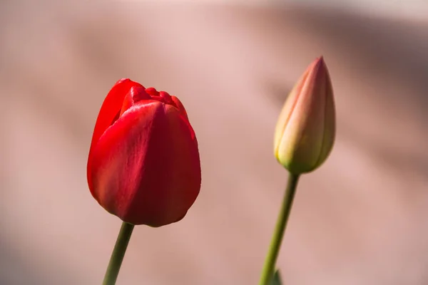 Red Tulips Photo Nature Wild Nature — Stock Photo, Image