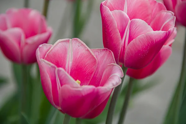 Flowerbed Blooming Tulips Flowers Photo Nature — Stock Photo, Image