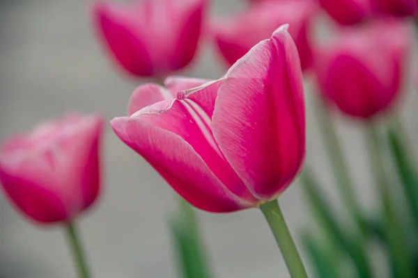 Flowerbed Blooming Tulips Flowers Photo Nature — Stock Photo, Image