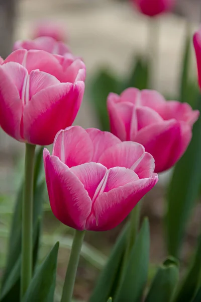 Flowerbed Blooming Tulips Flowers Photo Nature — Fotografia de Stock