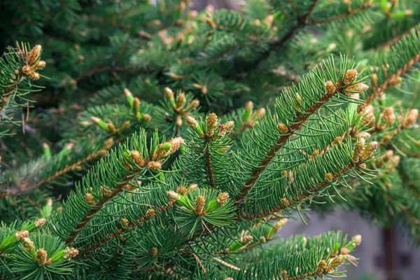 Branches Coniferous Tree Spruce Photo Nature — 图库照片