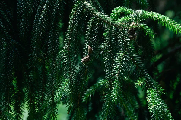 Branches Coniferous Tree Spruce Photo Nature — Stockfoto