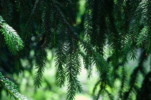 Κλαδιά Κωνοφόρων Δέντρων Σπρους Φωτογραφία Της Φύσης — Φωτογραφία Αρχείου