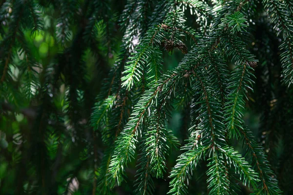 Κλαδιά Κωνοφόρων Δέντρων Σπρους Φωτογραφία Της Φύσης — Φωτογραφία Αρχείου