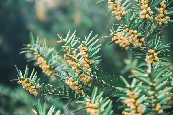Çiçek açarken porsuk üzümü. Dallar. Doğanın fotoğrafı.. 