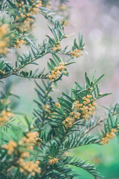 Yew Berry Spring Flowering Branches Photo Nature — Stock Photo, Image