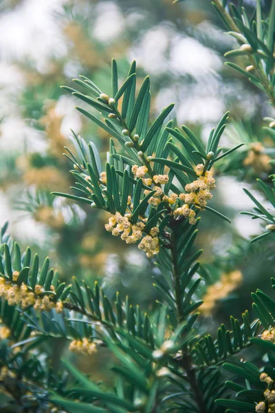 Yew Berry Spring Flowering Branches Photo Nature — ストック写真