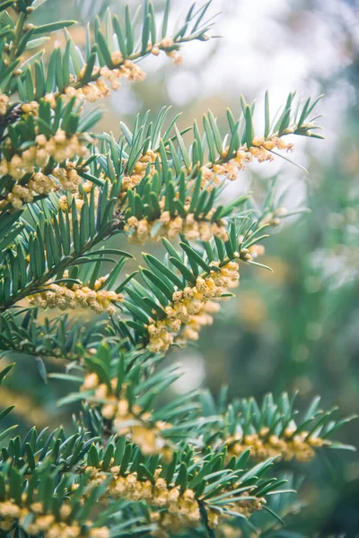 Yew Berry Spring Flowering Branches Photo Nature — Stockfoto