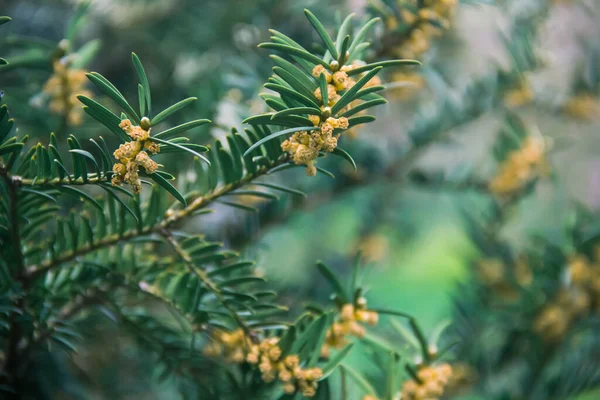 Eibe Frühling Während Der Blüte Zweige Foto Der Natur — Stockfoto