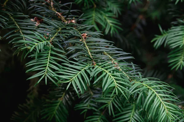 Branches Yew Plant Dark Background Photo Nature — 스톡 사진