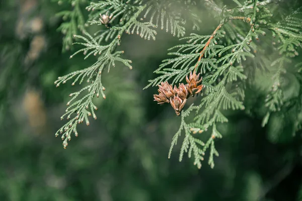 Thuja Branches Photo Nature Closeup Thuja Branches — Stockfoto