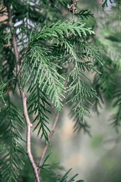 Κλαδια Thuja Φωτογραφία Της Φύσης Κλείσιμο Των Υποκαταστημάτων Thuja — Φωτογραφία Αρχείου