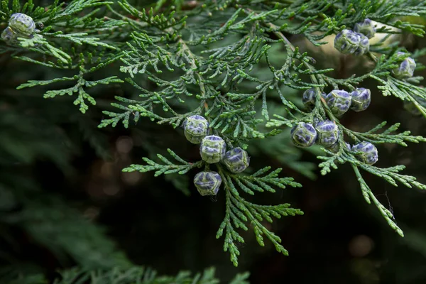 Thuja Branches Photo Nature Closeup Thuja Branches — Stock Photo, Image