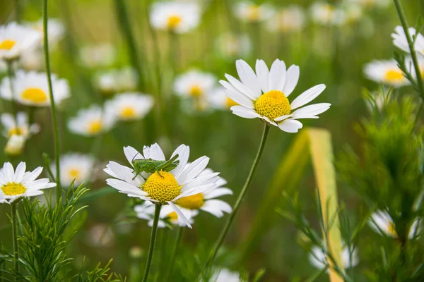 White Daisies Meadow White Flowers Field Plants Photo Nature — Stock Photo, Image