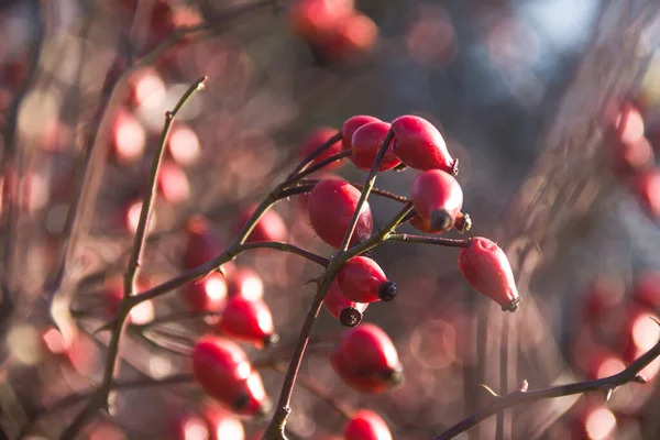 Closeup of rose hip. Rose hip. Photo of nature. Wild nature.