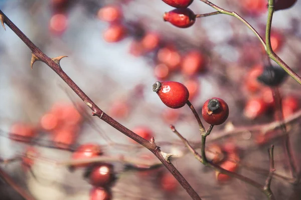 Closeup Rose Hip Rose Hip Photo Nature Wild Nature — Stock Photo, Image