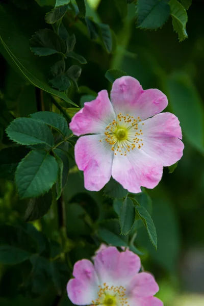 Rosehip Flowers Flowering Branches Rose Hip Bush Photo Nature — ストック写真