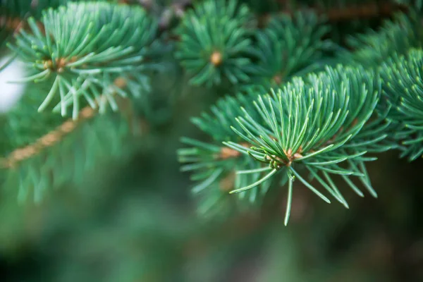 Branches Coniferous Tree Spruce Photo Nature — ストック写真