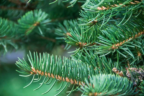 Branches Coniferous Tree Spruce Photo Nature — Foto de Stock