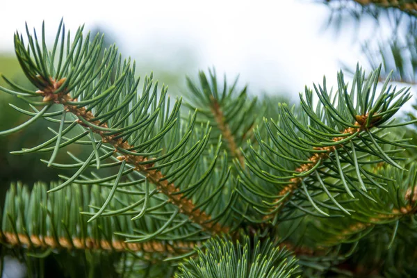 Branches Coniferous Tree Spruce Photo Nature — Foto de Stock