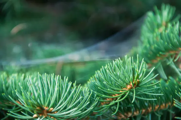 Branches Coniferous Tree Spruce Photo Nature — Foto de Stock