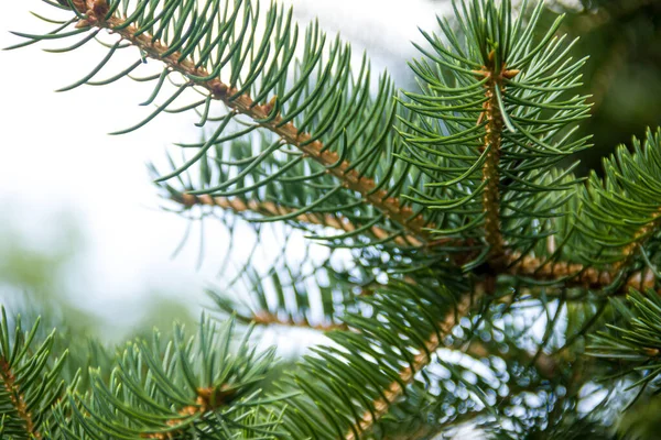 Branches Coniferous Tree Spruce Photo Nature — Stockfoto