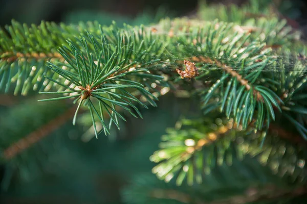 Branches Coniferous Tree Spruce Photo Nature — Fotografia de Stock