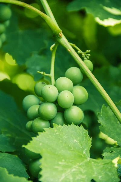 Green Unripe Bunch Grapes Branch Grape Photo Nature — Stock Photo, Image