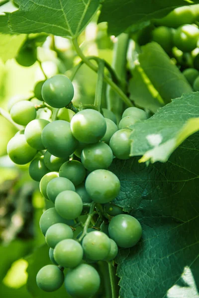 Green Unripe Bunch Grapes Branch Grape Photo Nature — Photo