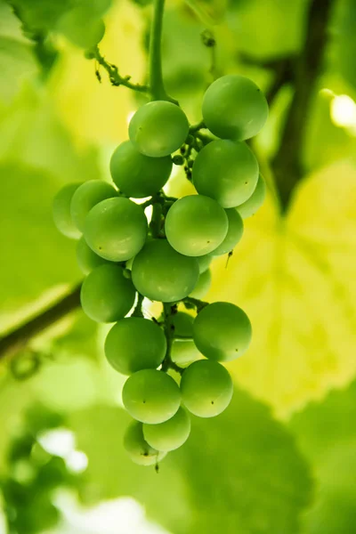 Green Unripe Bunch Grapes Branch Grape Photo Nature — Photo