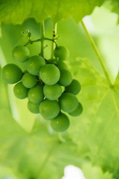 Green unripe bunch of grapes on a branch. Grape. Photo of nature.