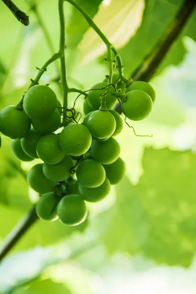 Green Unripe Bunch Grapes Branch Grape Photo Nature — Foto de Stock