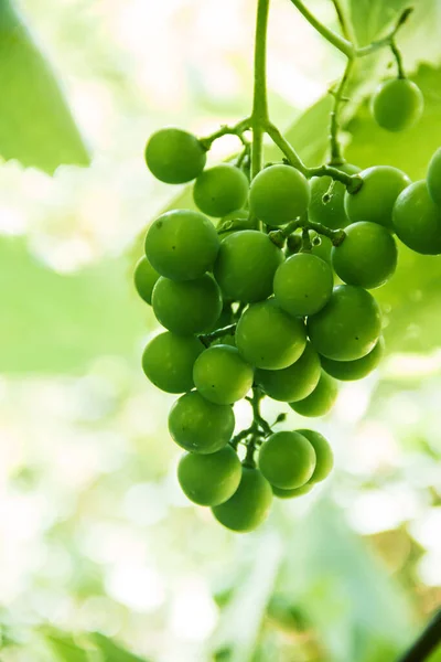 Green Unripe Bunch Grapes Branch Grape Photo Nature — Foto de Stock