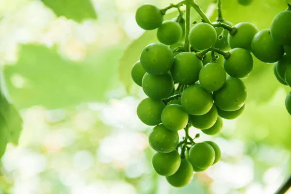 Green Unripe Bunch Grapes Branch Grape Photo Nature — Photo