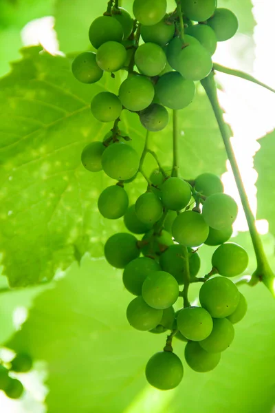 Green unripe bunch of grapes on a branch. Grape. Photo of nature.