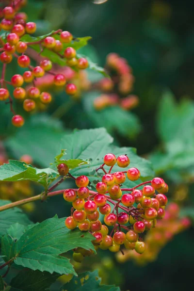 Bagas Viburnum Não Maduras Viburno Vermelho Foto Natureza Closeup Viburnum — Fotografia de Stock