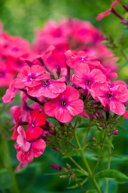 Phlox panikledi. Bahçede çiçek açan fenomen çiçekleri. Bir phlox 'a yakın çekim.
