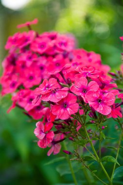 Phlox panikledi. Bahçede çiçek açan fenomen çiçekleri. Bir phlox 'a yakın çekim.