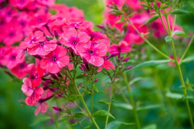 Phlox panikledi. Bahçede çiçek açan fenomen çiçekleri. Bir phlox 'a yakın çekim.