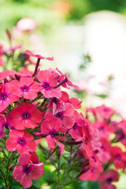 Phlox panikledi. Bahçede çiçek açan fenomen çiçekleri. Bir phlox 'a yakın çekim.