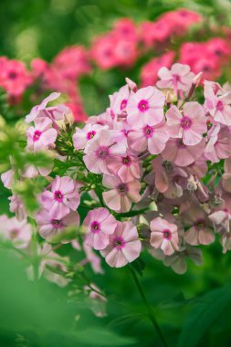 Phlox panikledi. Bahçede çiçek açan fenomen çiçekleri. Bir phlox 'a yakın çekim.